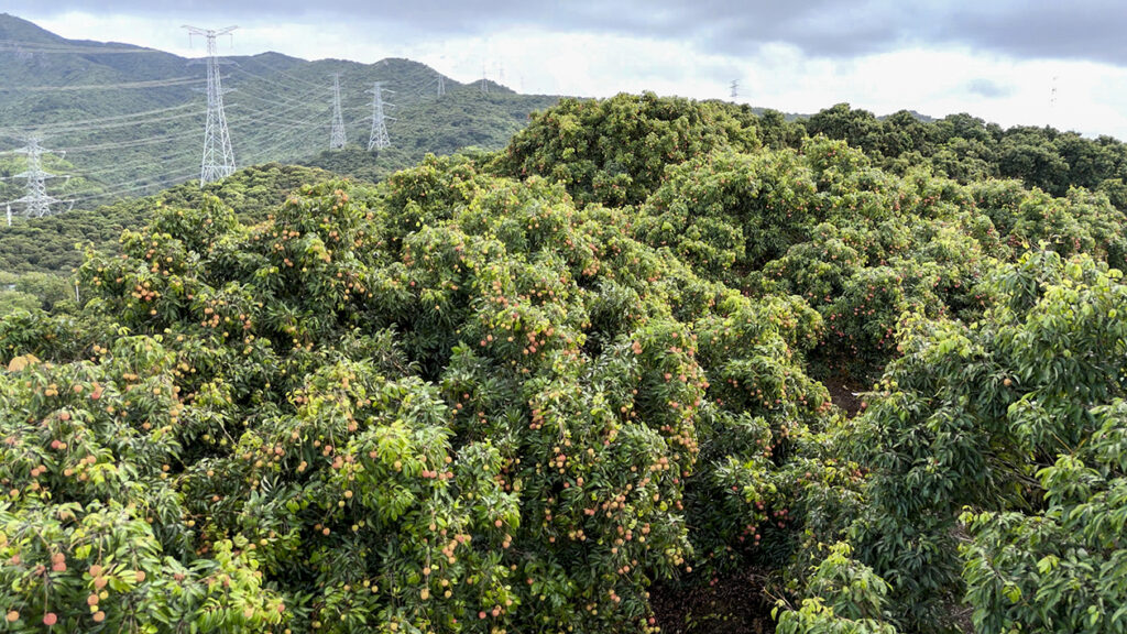【遊走大灣區】親摘深圳熟荔 再賞南山荔枝消費季 【遊走大灣區】親摘深圳熟荔 再賞南山荔枝消費季
