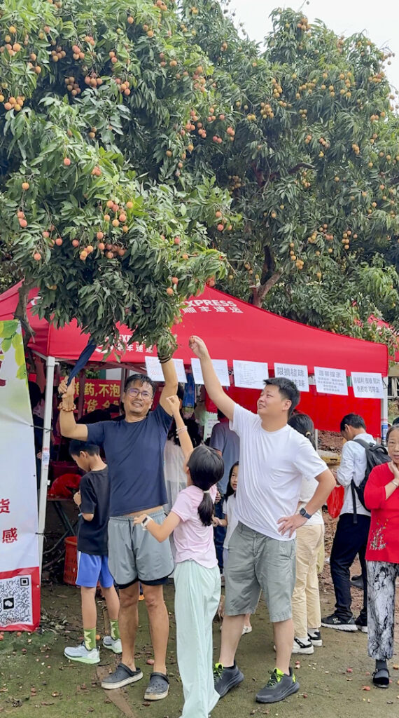 【遊走大灣區】親摘深圳熟荔 再賞南山荔枝消費季 【遊走大灣區】親摘深圳熟荔 再賞南山荔枝消費季