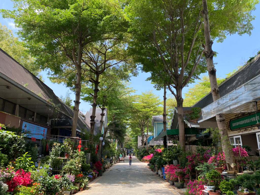 【遊走大灣區】夏日鵬城繁花競放 花海如浪席捲全城 【遊走大灣區】夏日鵬城繁花競放 花海如浪席捲全城