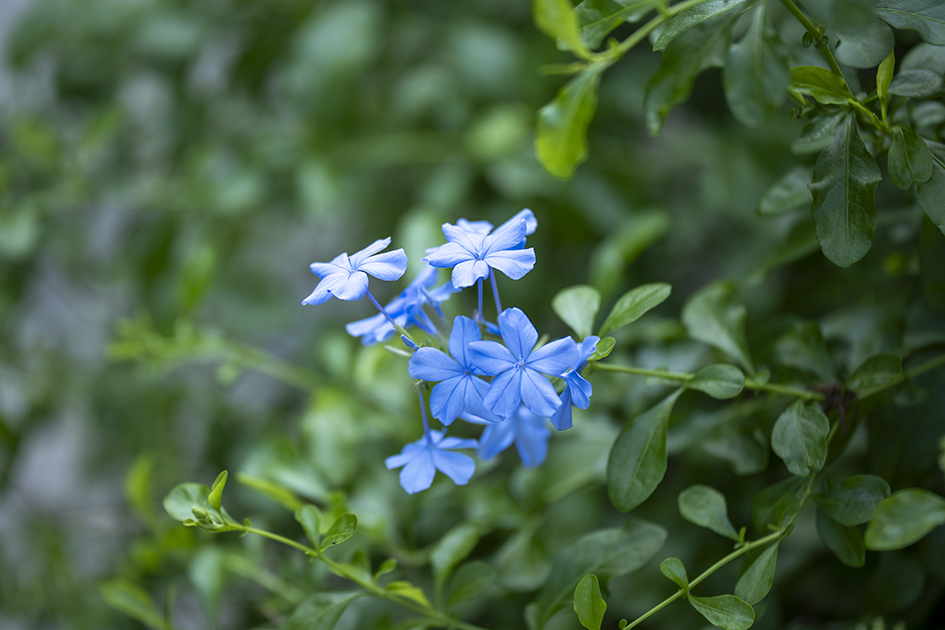 【游走大湾区】秋日重阳登高览胜深圳名山精选传承千年雅意 【游走大湾区】秋日重阳登高览胜深圳名山精选传承千年雅意