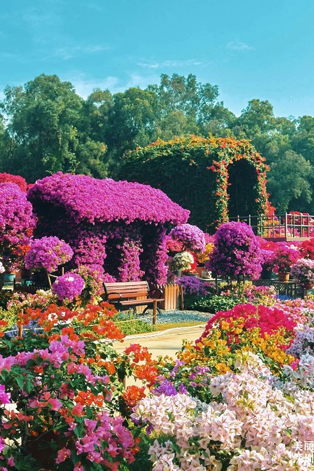 【游走大湾区】莲花山音乐节11月21日奏响坐在草地赏古典 【游走大湾区】莲花山音乐节11月21日奏响坐在草地赏古典