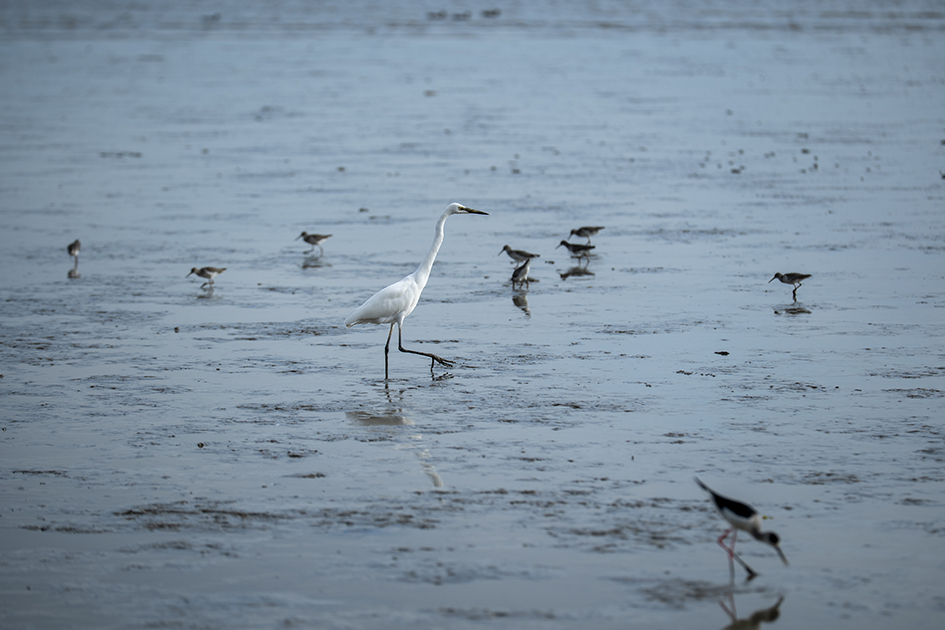 【遊走大灣區】漫步深圳秋冬的詩意與煙火 六大公園尋幽指南 【遊走大灣區】漫步深圳秋冬的詩意與煙火 六大公園尋幽指南