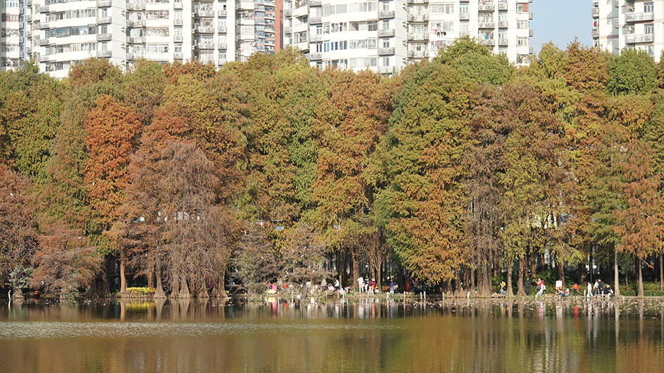 【遊走大灣區】漫步深圳秋冬的詩意與煙火 六大公園尋幽指南 【遊走大灣區】漫步深圳秋冬的詩意與煙火 六大公園尋幽指南
