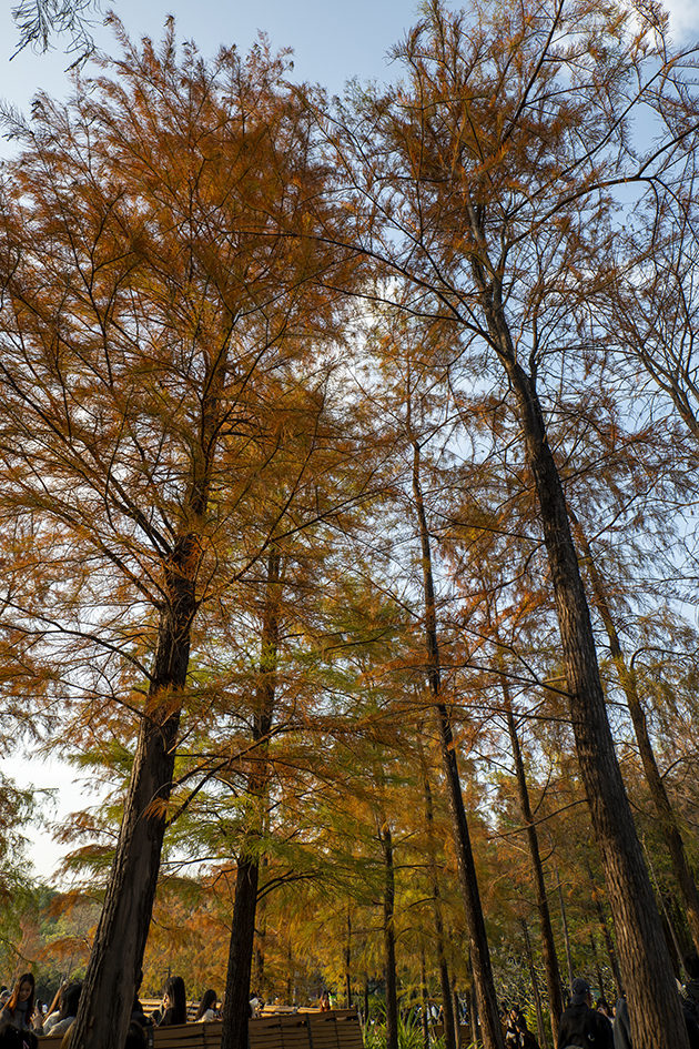 【遊走大灣區】漫步深圳秋冬的詩意與煙火 六大公園尋幽指南 【遊走大灣區】漫步深圳秋冬的詩意與煙火 六大公園尋幽指南