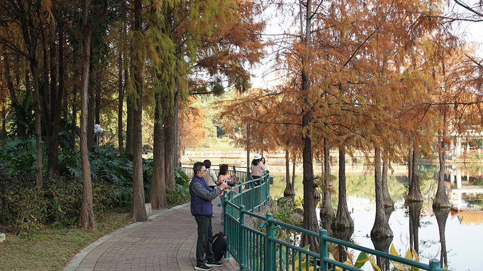 【遊走大灣區】漫步深圳秋冬的詩意與煙火 六大公園尋幽指南 【遊走大灣區】漫步深圳秋冬的詩意與煙火 六大公園尋幽指南