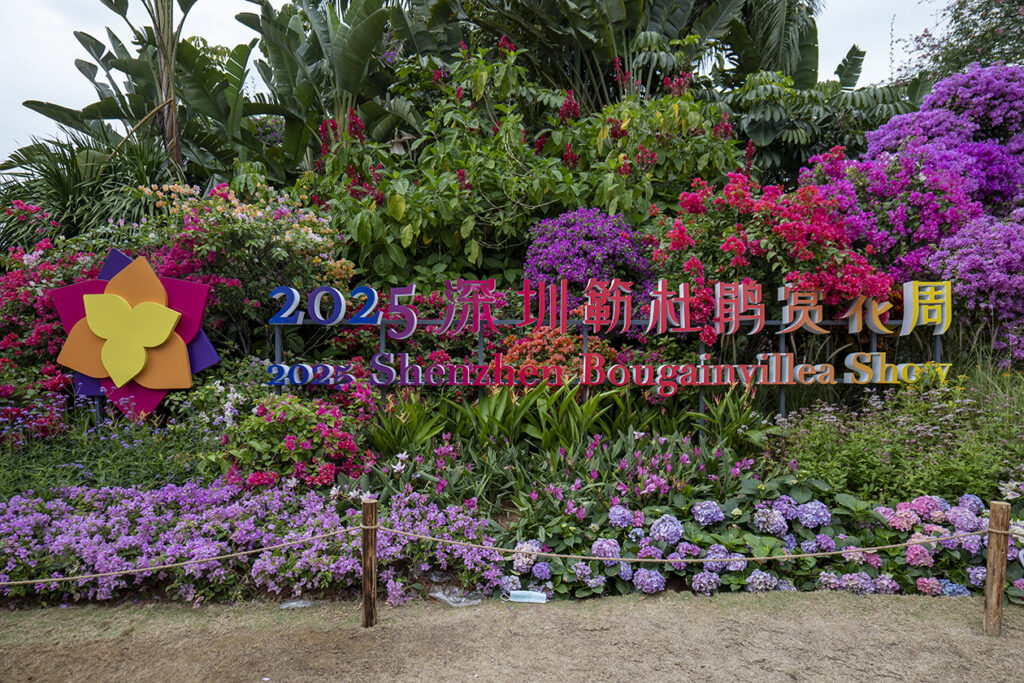 【游走大湾区】鹏城花开日记取邂逅时