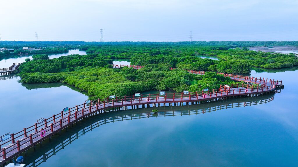 全國首個紅樹林「種養耦合」生態修復項目邁出創新一步