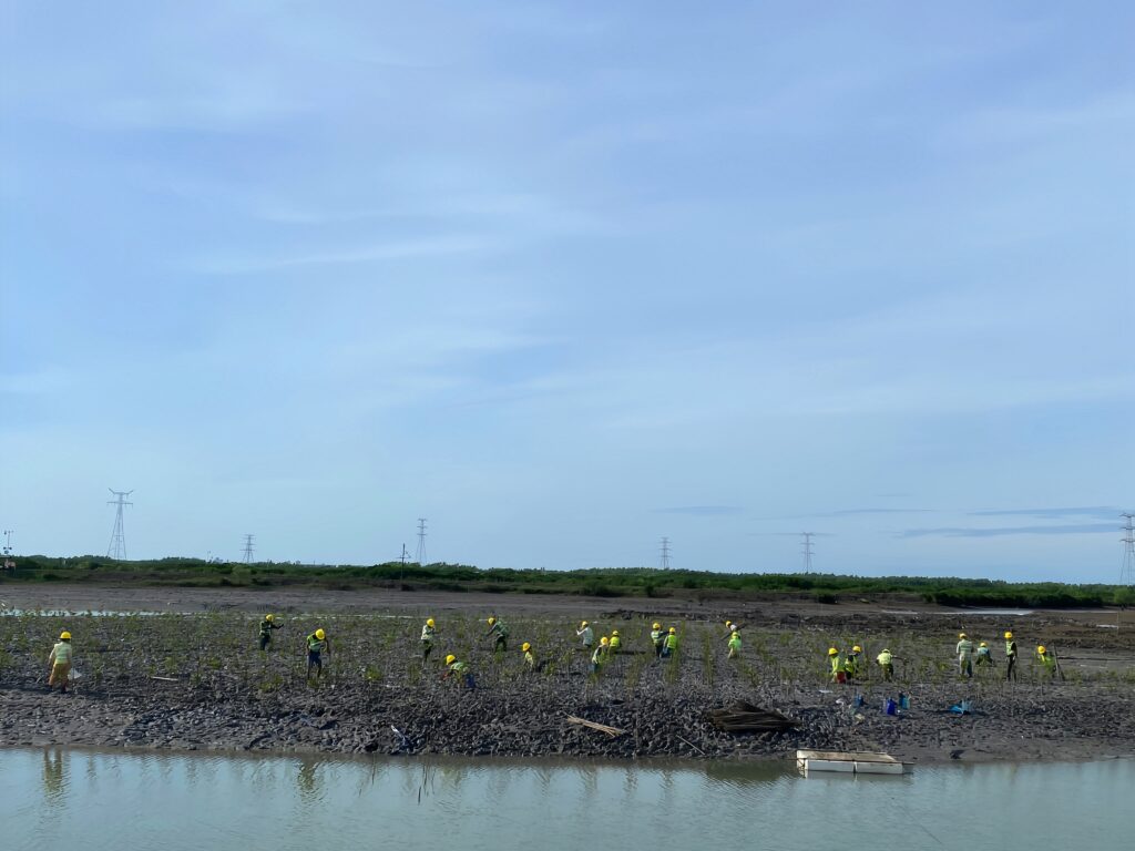 全國首個紅樹林「種養耦合」生態修復項目邁出創新一步