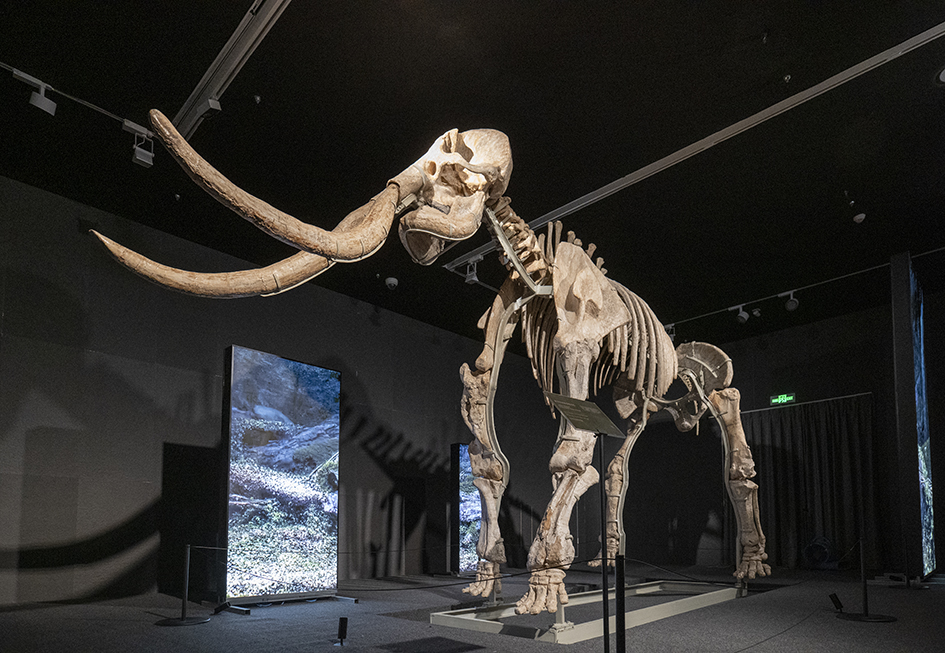 【遊走大灣區】跨次元文化襲深圳 恐龍、寶可夢、優獸同台競彩 【遊走大灣區】跨次元文化襲深圳 恐龍、寶可夢、優獸同台競彩