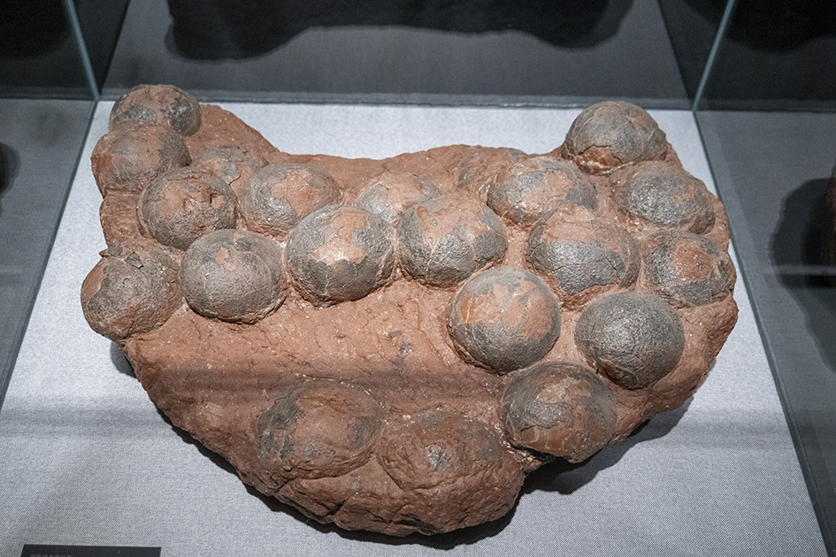 【遊走大灣區】跨次元文化襲深圳 恐龍、寶可夢、優獸同台競彩 【遊走大灣區】跨次元文化襲深圳 恐龍、寶可夢、優獸同台競彩