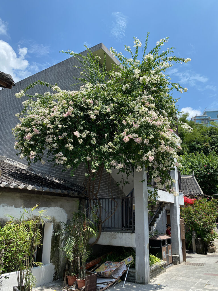 【遊走大灣區】甘坑古鎮百年客家燈火宴 晝夜流轉年味濃