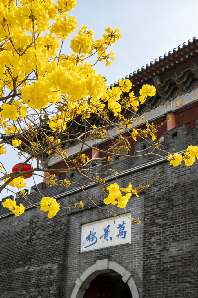 【遊走大灣區】當硬核科技遇見滿城風鈴木 綻放雙重「金色」