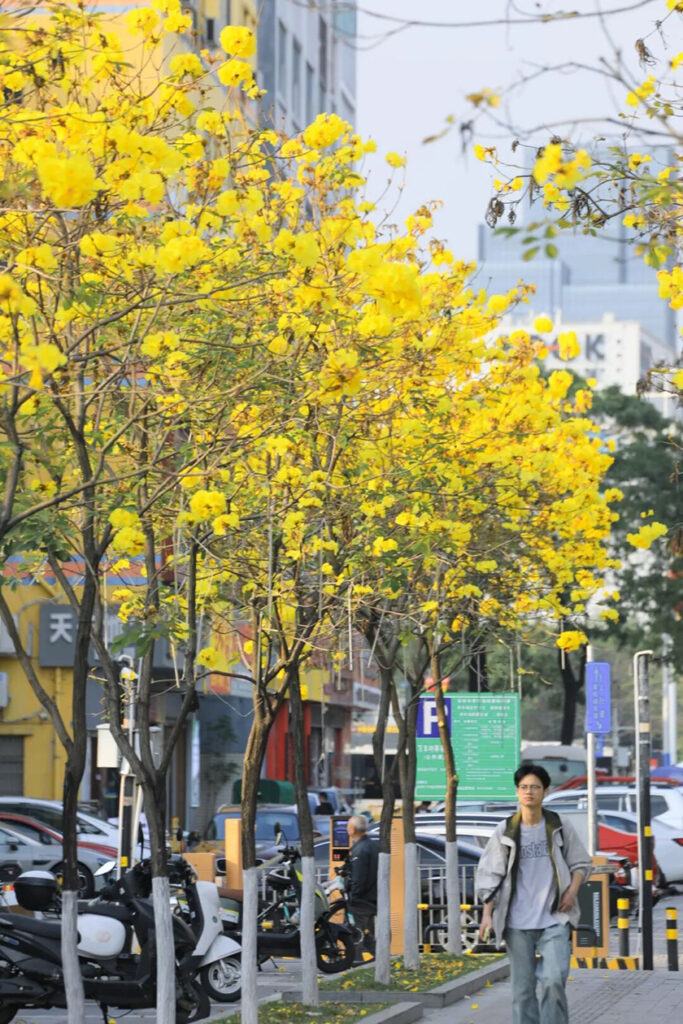 【遊走大灣區】當硬核科技遇見滿城風鈴木 綻放雙重「金色」