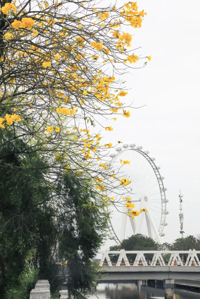 【遊走大灣區】當硬核科技遇見滿城風鈴木 綻放雙重「金色」