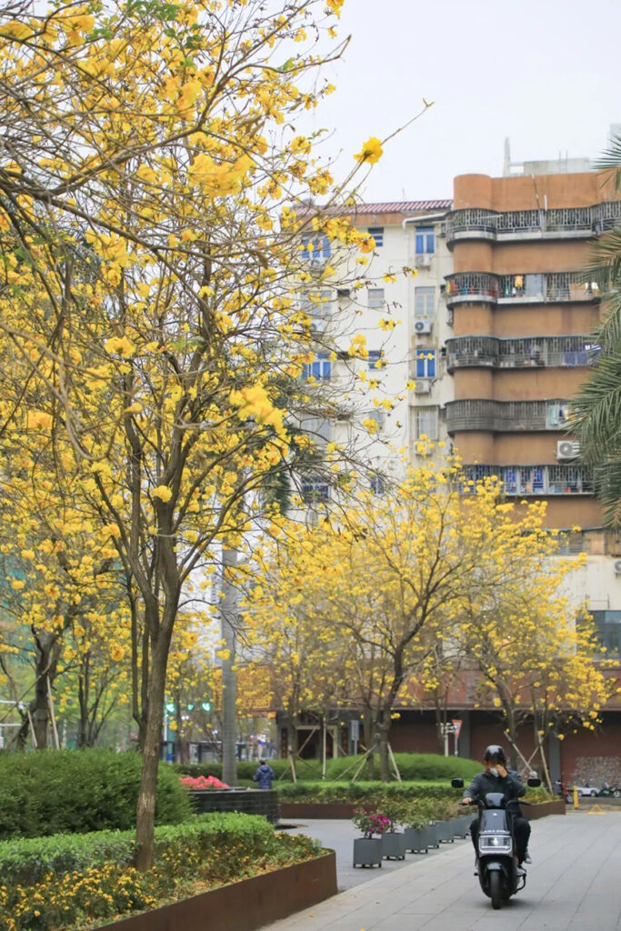 【遊走大灣區】當硬核科技遇見滿城風鈴木 綻放雙重「金色」