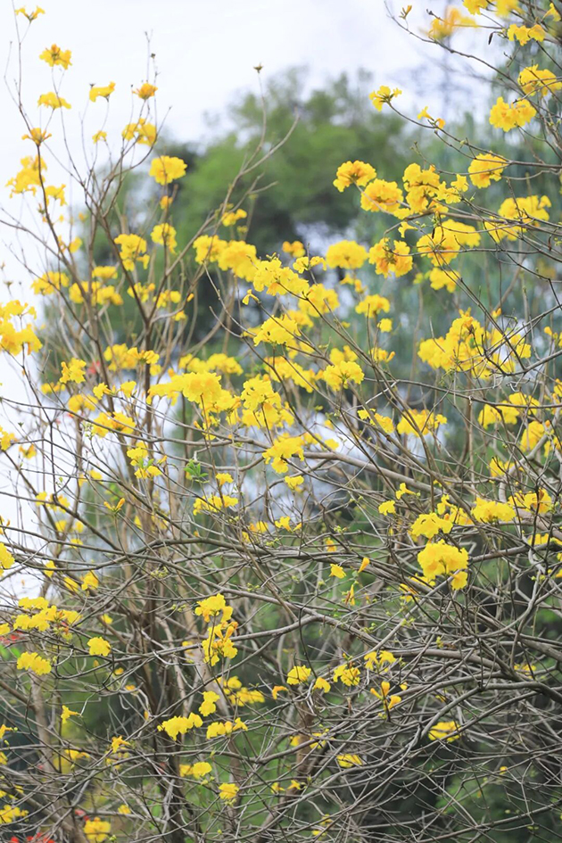 【遊走大灣區】當硬核科技遇見滿城風鈴木 綻放雙重「金色」