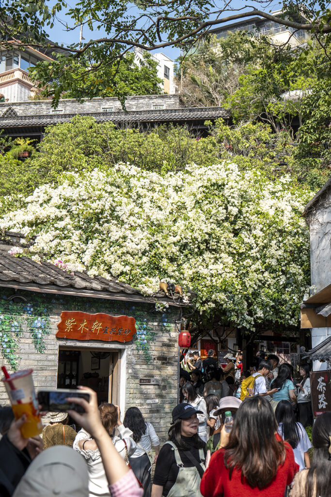 【遊走大灣區】花漫甘坑 赴三角梅之約 賞色 逛市 食買玩