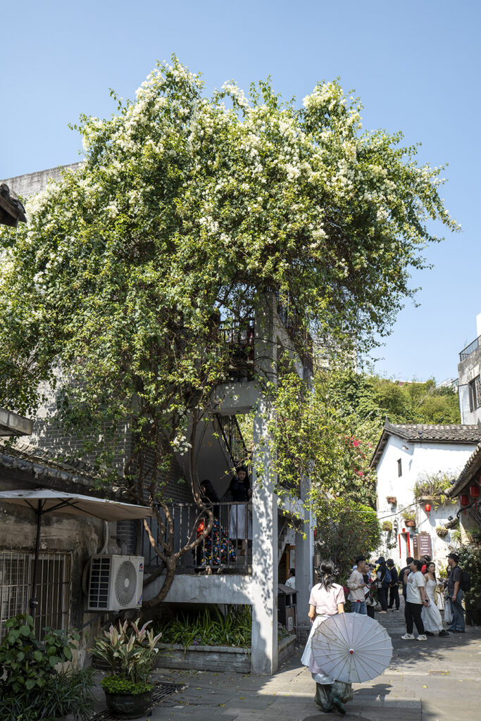 【遊走大灣區】花漫甘坑 赴三角梅之約 賞色 逛市 食買玩