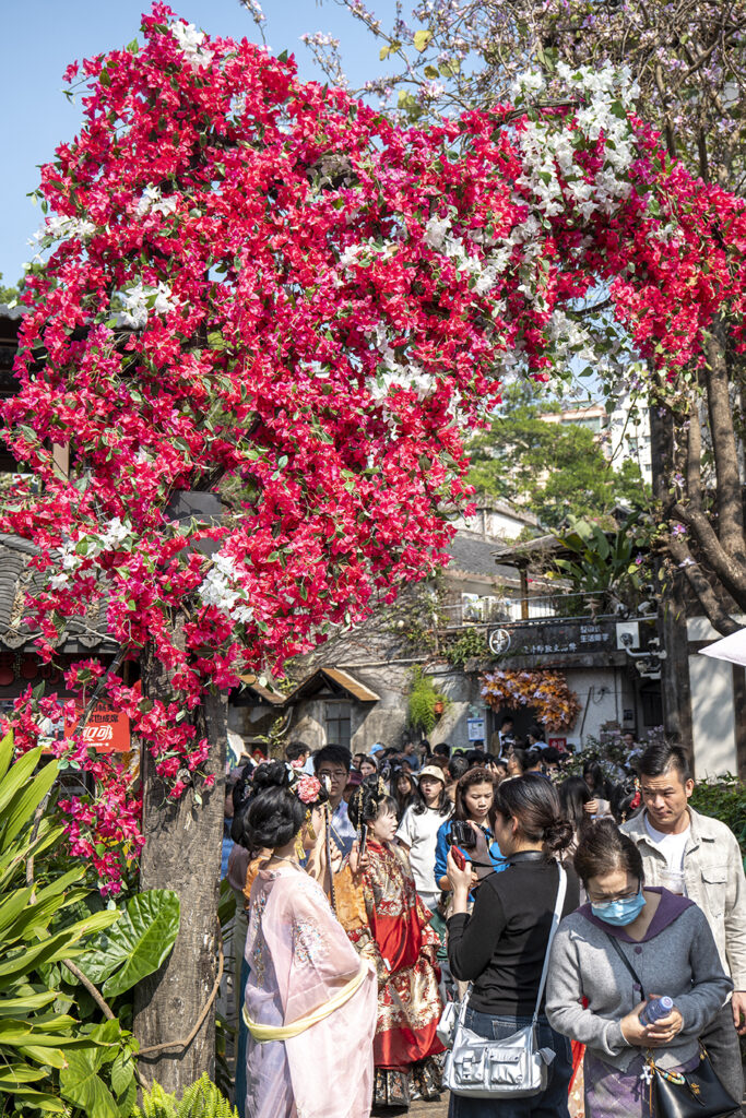 【遊走大灣區】花漫甘坑 赴三角梅之約 賞色 逛市 食買玩
